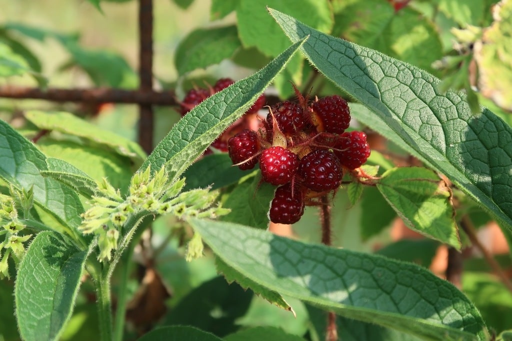 Permaculture : créer un jardin en harmonie avec la nature