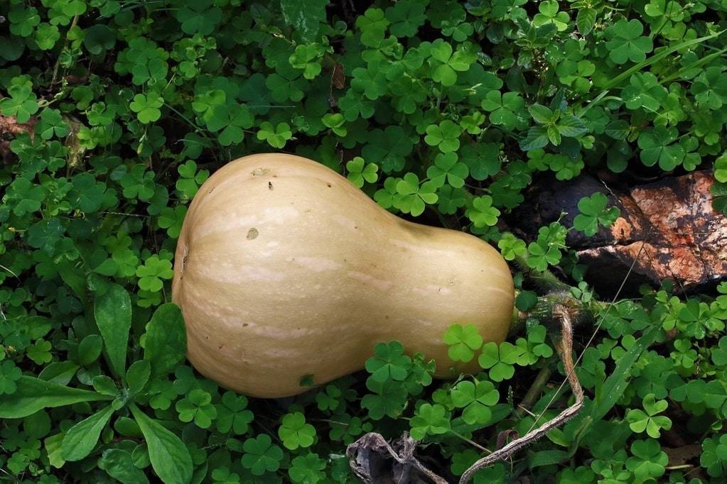Les meilleures idées pour cuisiner une courge patidou